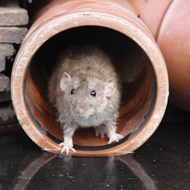 Techflex Rodent Resistant